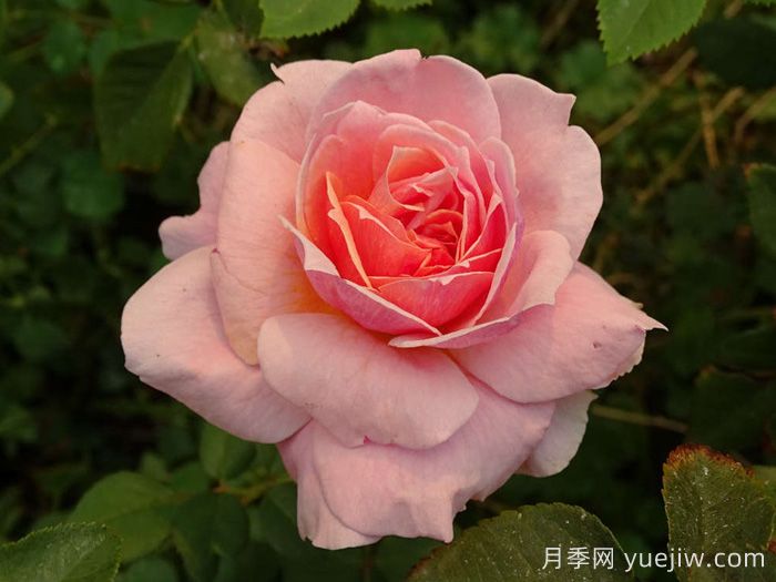 娜芙蒂蒂王后月季(圖2)